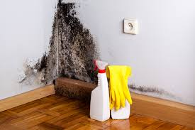 Trusted Tyler, MN Mold Remediation Experts